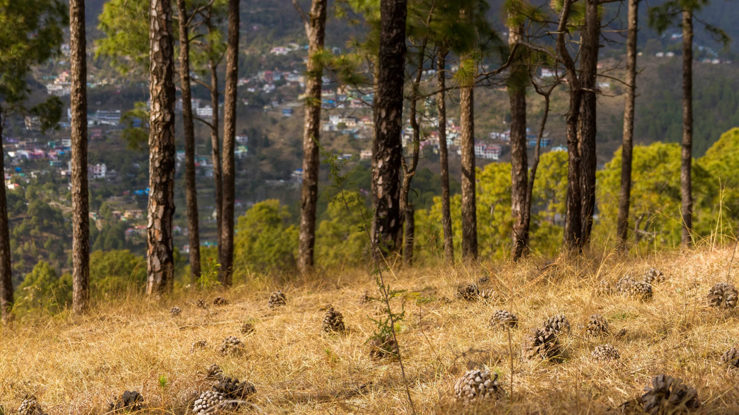 Kumaon in March - season for forest fires